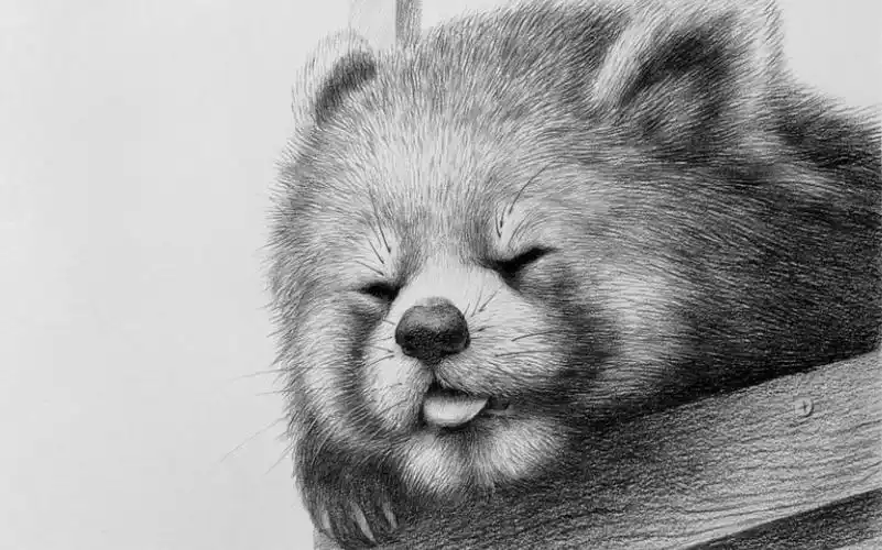 简单素描动物—小熊猫