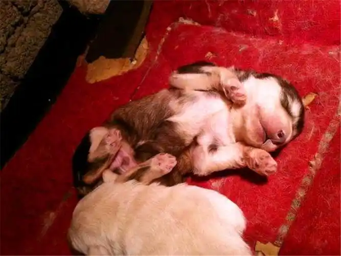 阿拉斯加生出白色幼崽兽医称其白化病网友怒斥庸医