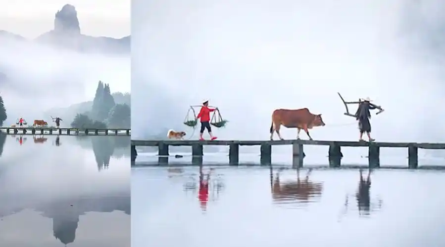 浙江丽水仙都农夫牵牛宛如动起来的水墨画网友宁静美好