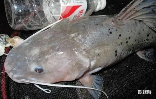 以上方法是本地冬季专用于江钓底层无鳞鱼,即芝麻剑鱼.