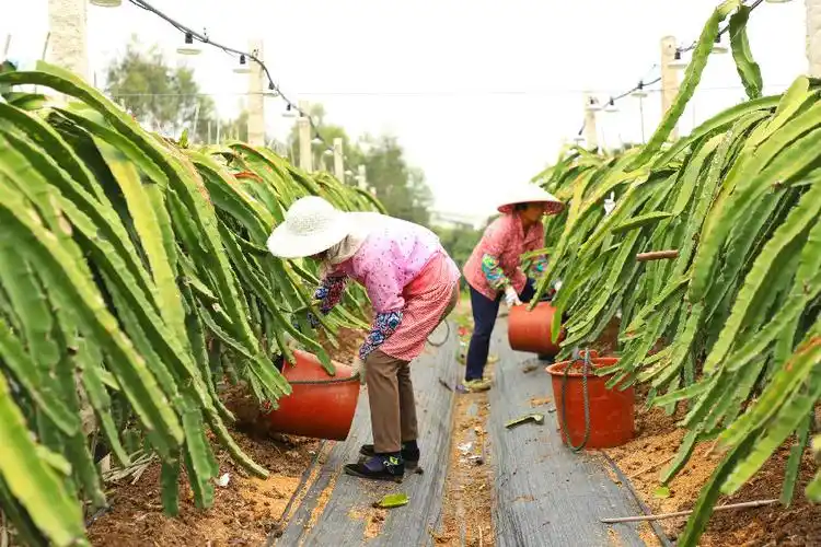 农户在火龙果种植基地劳作.李顺杰摄