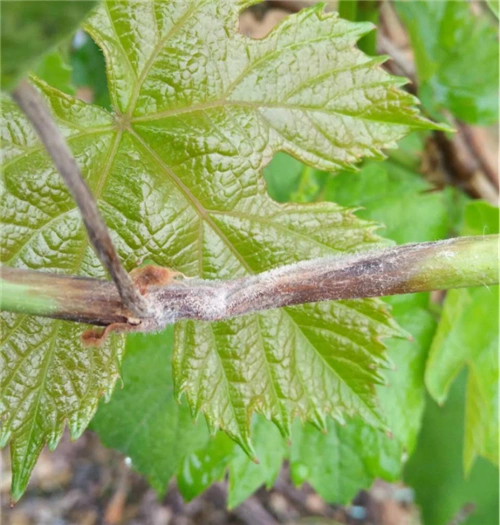 葡萄灰霉病如何防治用什么药你了解吗