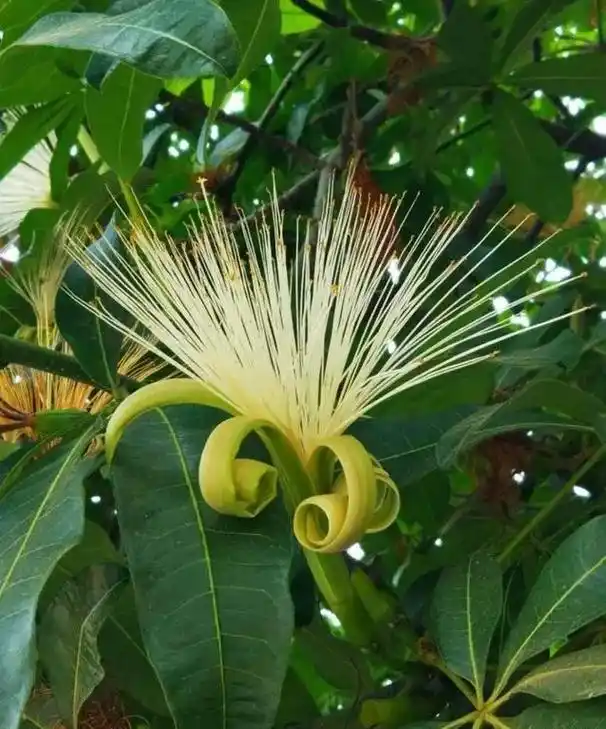 发财树开花结果.