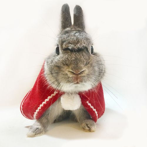 洁西兔子衣服猫猫兔垂耳兔披风圣诞迷你裙兔子斗篷泰迪狗狗猫咪斗篷