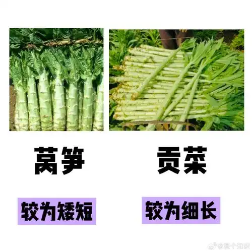 贡菜和莴笋的区别##微博公开课##科普一下