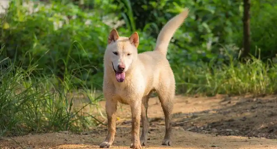 土狗吃什么饲料长得快 土狗吃什么长得高大_中蜂网