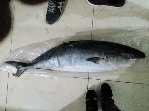 这是什么鱼 没有鱼鳞 阳光下鱼皮发蓝色光 一米左右长