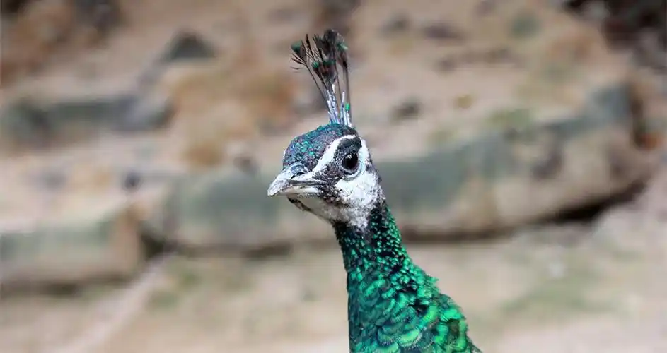 来欣赏下绝美的绿孔雀:中国还不到300只