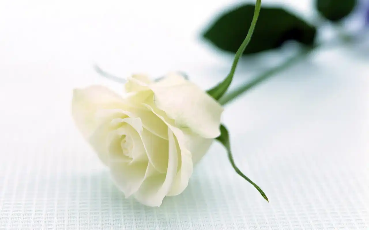 高贵素雅白玫瑰高清桌面壁纸