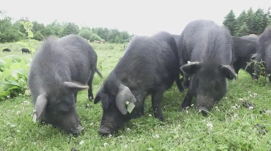 夹金印象藏香猪 特色农产品宣传片