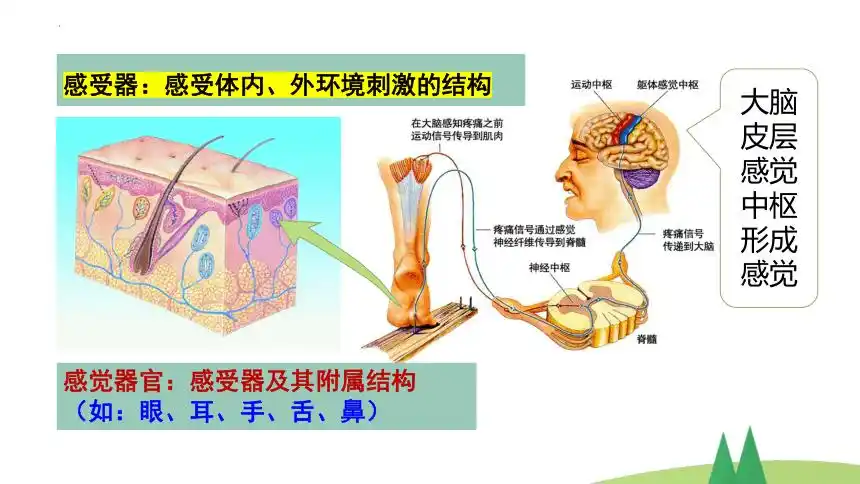 20212022学年北师大版生物七年级下册122感受器和感觉器官第1课时课件
