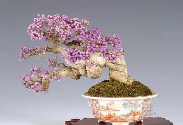 那抹紫色经冬不落紫珠盆景欣赏