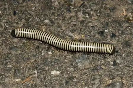 这个虫子叫什么?