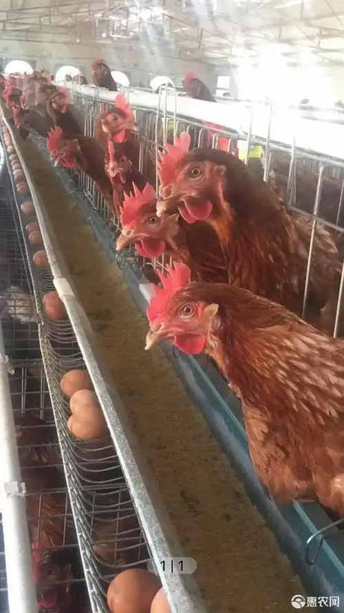 海兰褐壳蛋鸡苗