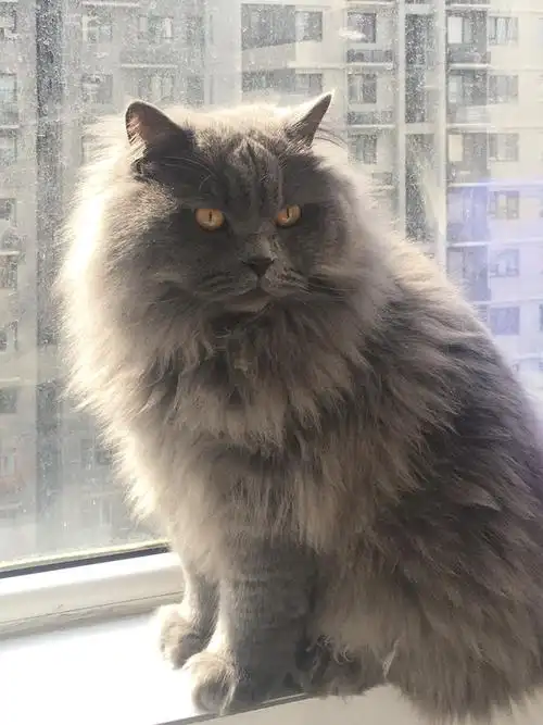 这是蓝猫吗为什么毛这么长