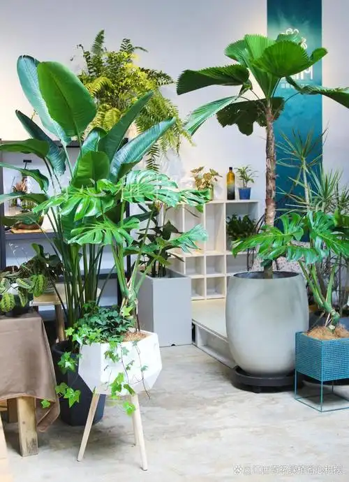 适宜摆放在公司办公室的植物花卉