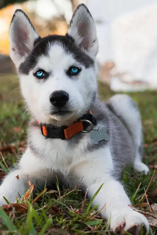 可爱的宠物狗哈士奇