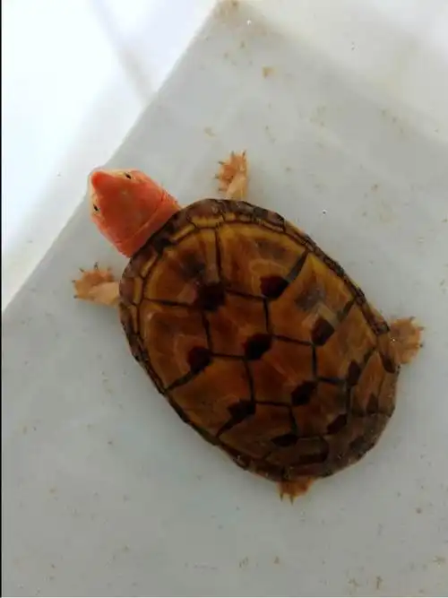 红面蛋龟红面泥龟的饲养方式