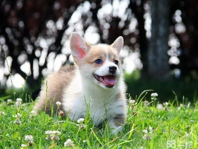 柯基犬幼犬纯种活体柯基双色三色柯基中小型可爱宠物狗