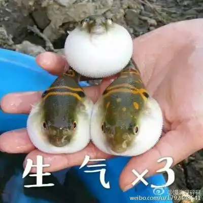 我很生气噢!斗图专用表情包.河豚可爱极了.