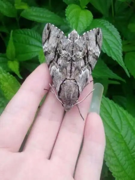 霜天蛾体型较大,成虫体长45至50毫米,老熟幼虫体长75～96毫米.