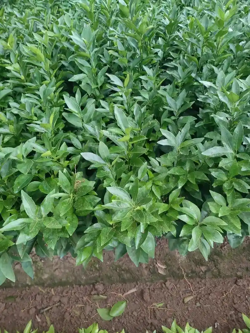 沃柑苗,沙糖桔苗,青香蜜桔苗,#优质种苗 - 抖音