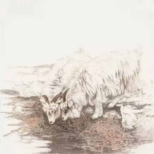 张秀萍工笔羊技法步骤图