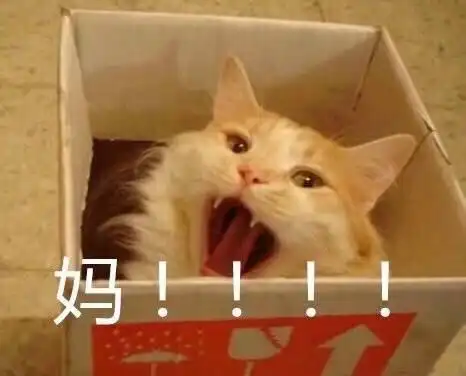 猫咪萌宠纸盒妈gif动图_动态图_表情包下载_soogif