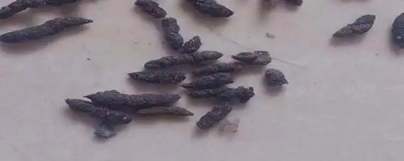 老鼠屎是什么样的