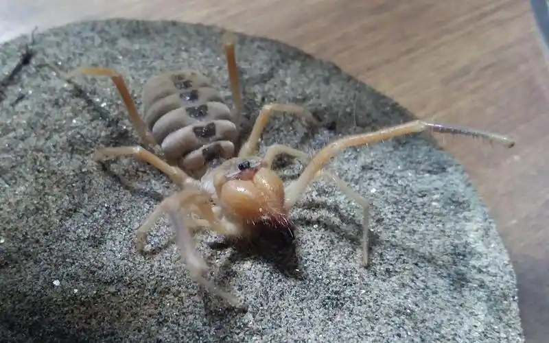 巨骆驼蜘蛛:恐怖的食人巨蛛巨骆驼蜘蛛并不是一种蜘