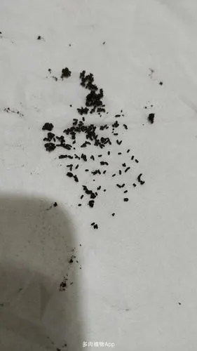 这是什么虫的粪便或卵吗?