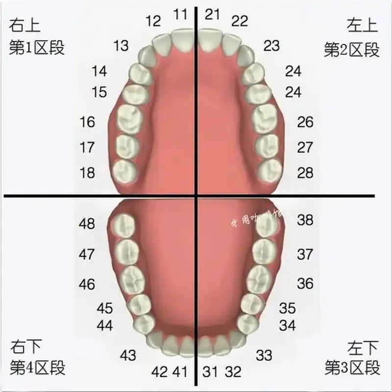 说或者在病历里写16(右上6),21有问题,那这些数字代表的是哪些牙齿呢?