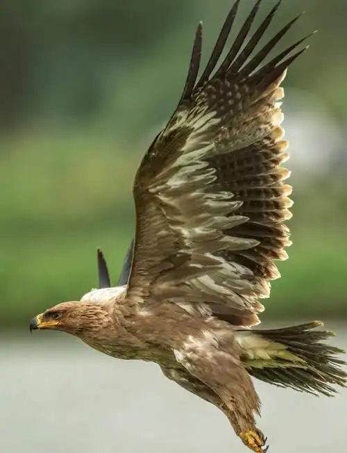 🦅探秘草原雕的奇妙世界