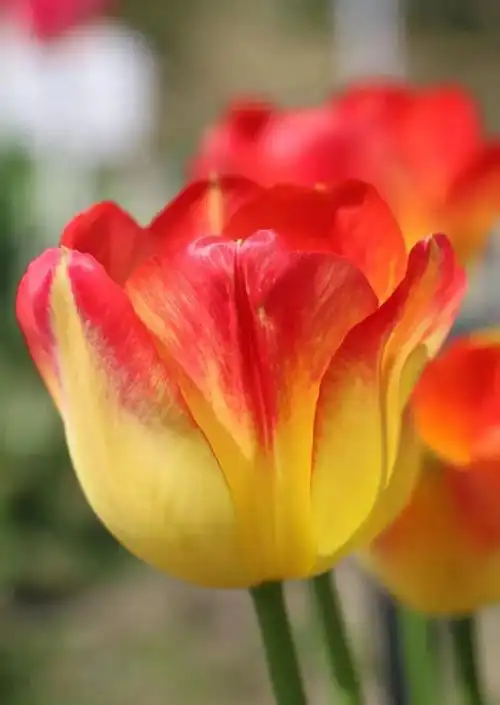 花展上也看不全的超多郁金香品种,90种,让你过足眼瘾67|no.00091