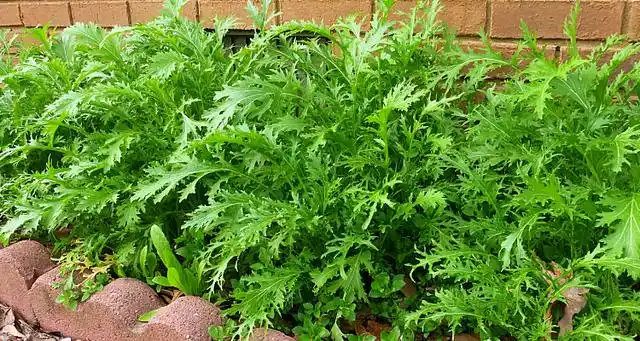 雪里红之所以叫做雪里红是因为它比较抗寒,在东北地区,当到了秋天所有