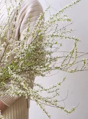 雪柳鲜枝喷雪花干枝水培植物绿植鲜花花卉切花室内盆栽遇水开花花职