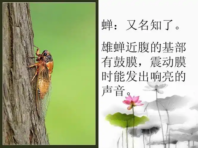 蝉:又名知了. 雄蝉近腹的基部 有鼓膜,震动膜 时能发出响亮的 声音.