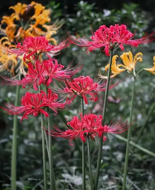 彼岸花的诗(关于彼岸花的古风诗句有哪些) 第4张