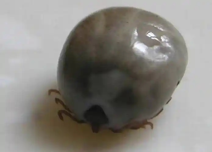 原创如果你家里的牛身上突然出现几十上百只的牛蜱你要怎么做呢