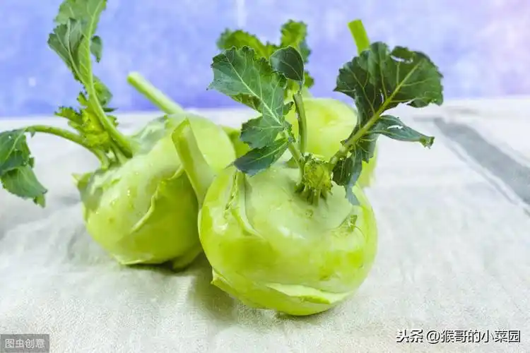 苤蓝种植时间和方法是什么?,哪个月份养苤蓝比较合适