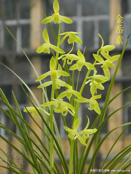 值得一养的蕙兰老品种金岙素2016