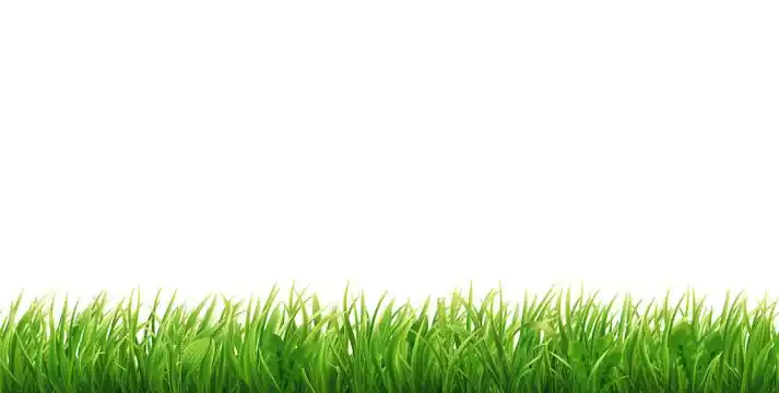 绿色草地背景图片