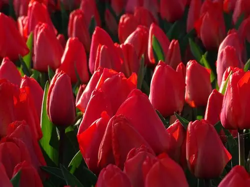 红色的郁金香,许多花,阳光 壁纸