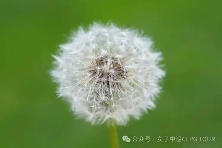 资格赛五强汇聚东方明珠 邦纳伯蒂王芷萱北京争锋