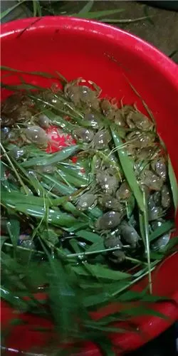 电议海南青蟹苗价格:电议广东青蟹苗价格:电议漳州青蟹苗泉州青蟹批发