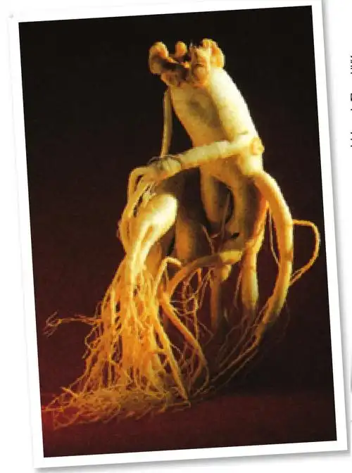 人参为多年生五加科草本植物,由于其根部形状酷似人形,故而得名人参.