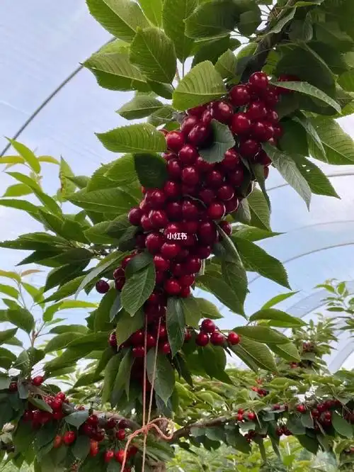 大连最后一批车厘子