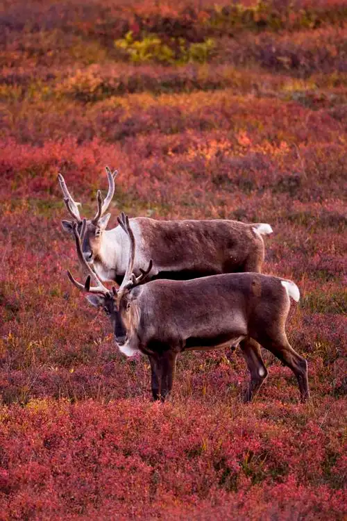 偶蹄目反刍亚目鹿科阿拉斯加驯鹿