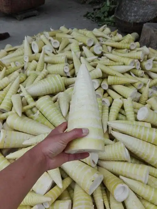 大关县吉利镇黄荆村毛竹笋丰收无销路,请各位转发宣传找销路 - 美篇