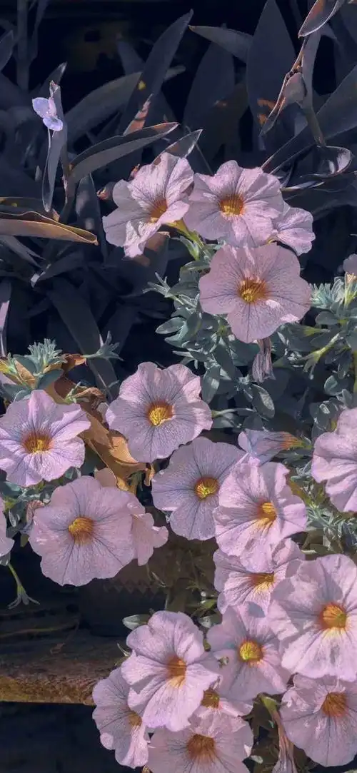 promax全屏高清壁纸背景风景美图今晚月亮不营业聊天背景 手机壁纸